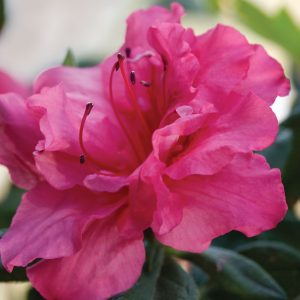 AZALEA ENCORE ROUGE 3 GAL
