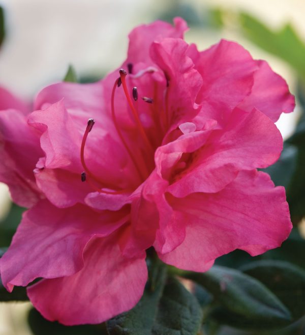 AZALEA ENCORE ROUGE 3 GAL