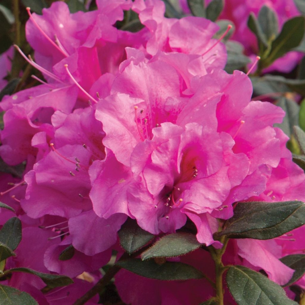 AZALEA ENCORE ROYALTY 3 GAL