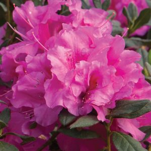 AZALEA ENCORE ROYALTY 3 GAL