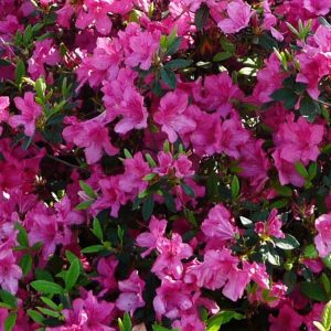 AZALEA ENCORE SANGRIA 7 GAL