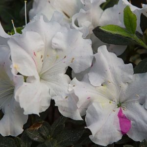 AZALEA ENCORE STARLITE 3 GAL