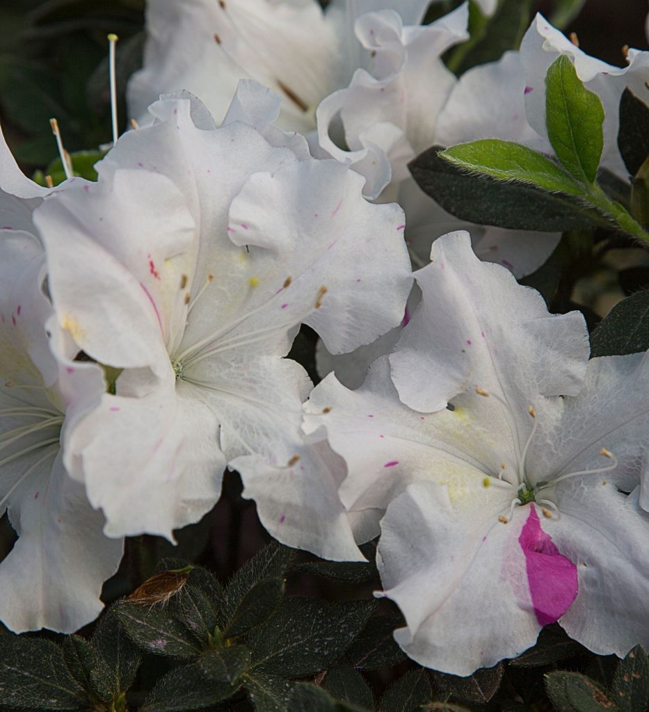 AZALEA ENCORE STARLITE 3 GAL