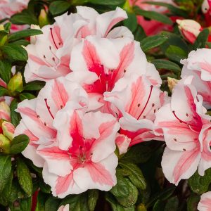 AZALEA ENCORE STARBURST 3 GAL