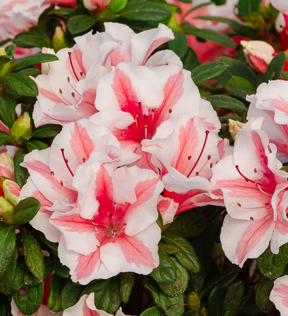AZALEA ENCORE STARBURST 3 GAL