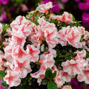 AZALEA ENCORE SUNBURST 3 GAL