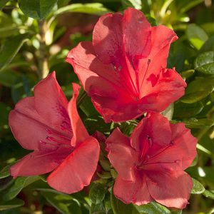 AZALEA ENCORE SUNSET 3 GAL