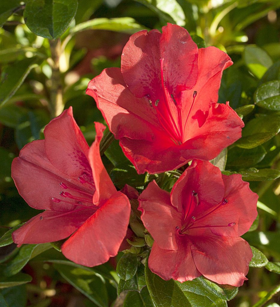 AZALEA ENCORE SUNSET 3 GAL