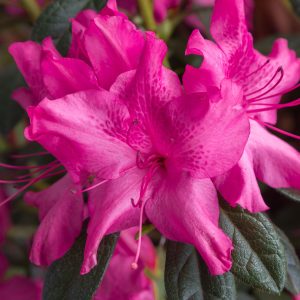 AZALEA ENCORE SUN DANCE 3 GAL