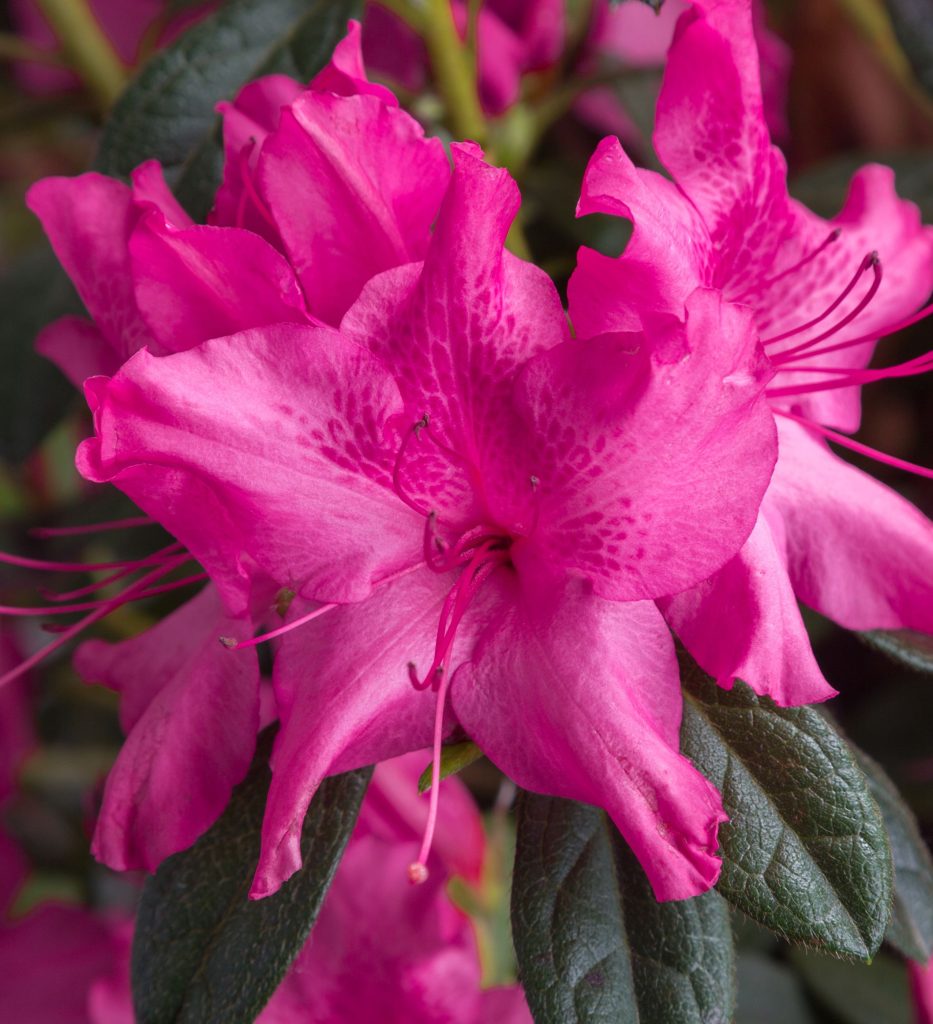 AZALEA ENCORE SUN DANCE 3 GAL