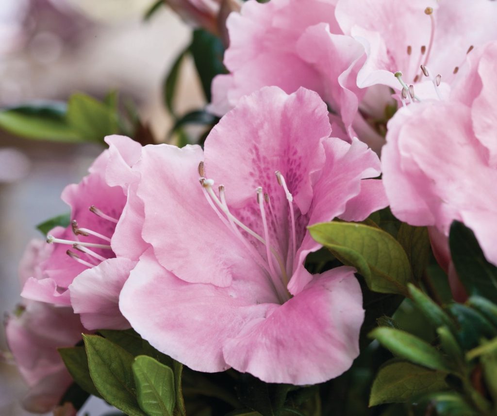 AZALEA ENCORE SWEETHEART 3 GAL