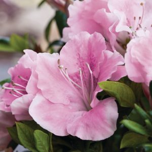 AZALEA ENCORE SWEETHEART 3 GAL