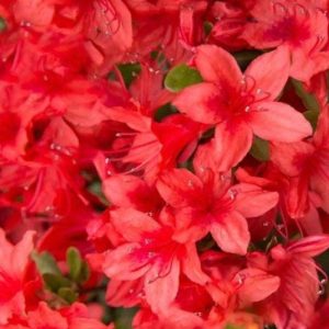 AZALEA FORMOSA RED 3 GAL