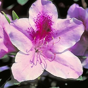 AZALEA GEORGE TABOR 3 GAL