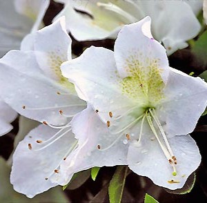 AZALEA GG GERBING 3 GAL