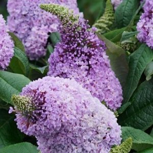 BUTTERFLY BUSH PUGSTER AMETHYST 3 GALLON