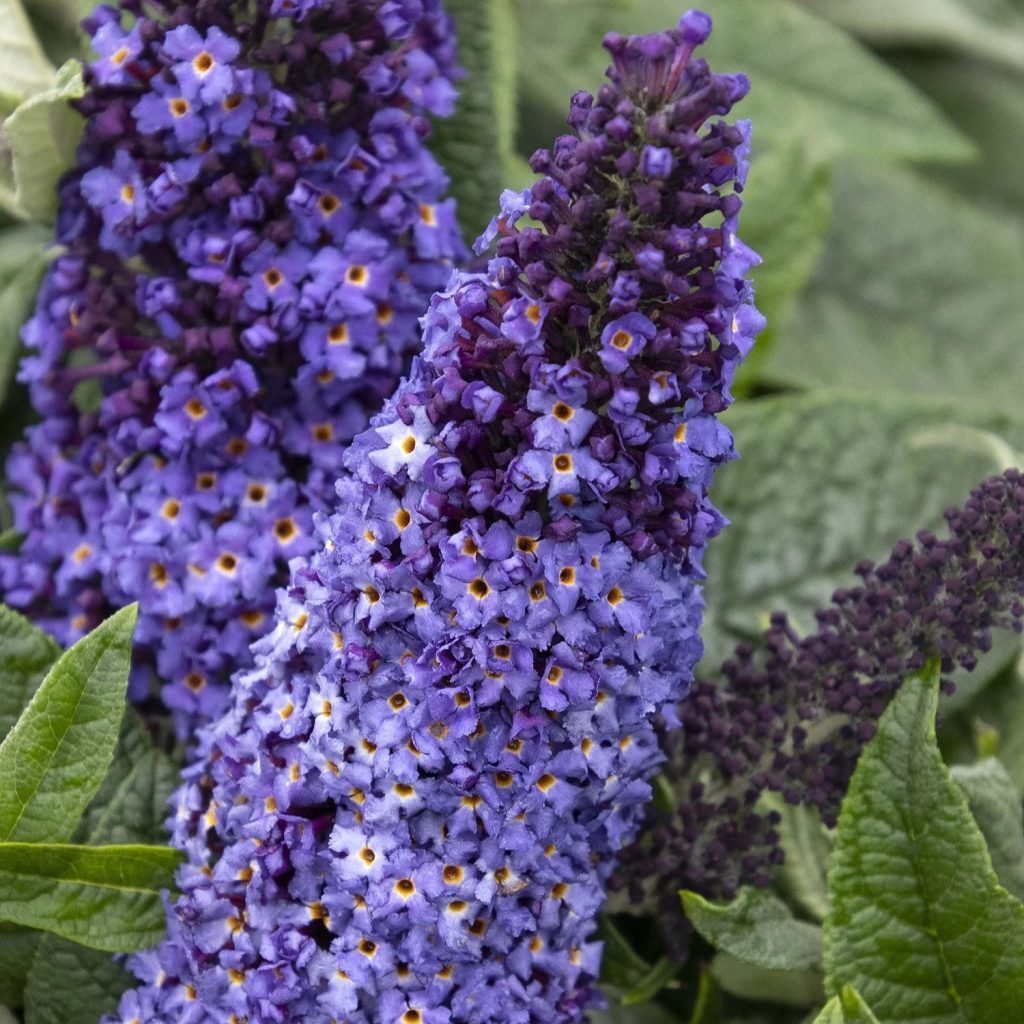 BUTTERFLY BUSH PUGSTER BLUE 3 GAL