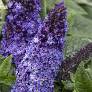 BUTTERFLY BUSH PUGSTER BLUE 3 GAL
