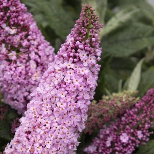 BUTTERFLY BUSH PUGSTER PINK 3 GAL