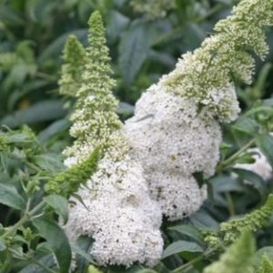BUTTERFLY BUSH PUGSTER WHITE 3 GAL
