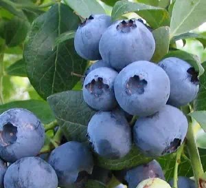 BLUEBERRY BLESS YOUR HEART 3 GAL