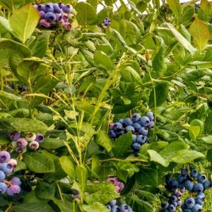 BLUEBERRY BRIGHTWELL 3 GAL
