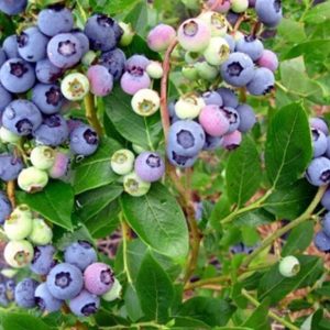 BLUEBERRY CLIMAX 3 GAL