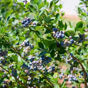 BLUEBERRY PREMIER 3 GAL