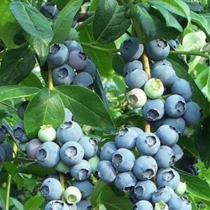 BLUEBERRY TIFT BLUE 3 GAL