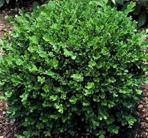 BOXWOOD BABY GEM 10 GAL