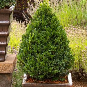 BOXWOOD GREEN MOUNTAIN 3 GAL