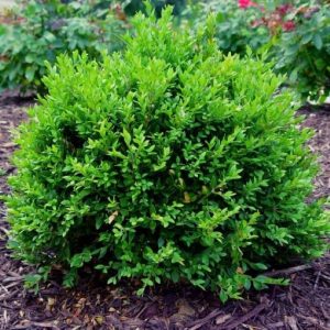 BOXWOOD GREEN VELVET 7 GAL