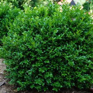 BOXWOOD NEWGEN FREEDOM 3 GAL