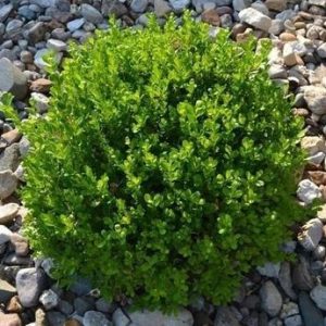 BOXWOOD WINTER GEM 3 GAL