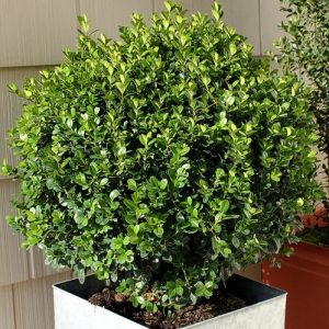 BOXWOOD WINTERGREEN 3 GAL