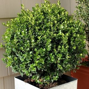 BOXWOOD WINTERGREEN 15 GAL