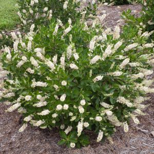 CLETHRA 3 GAL