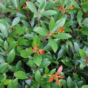 CLEYERA JAPONICA 15 GAL