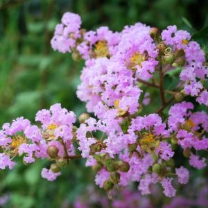 CRAPE MYRTLE MUSKOGEE 8 FT