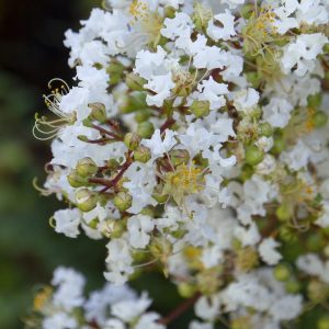 CRAPE MYRTLE NATCHEZ 15 GAL