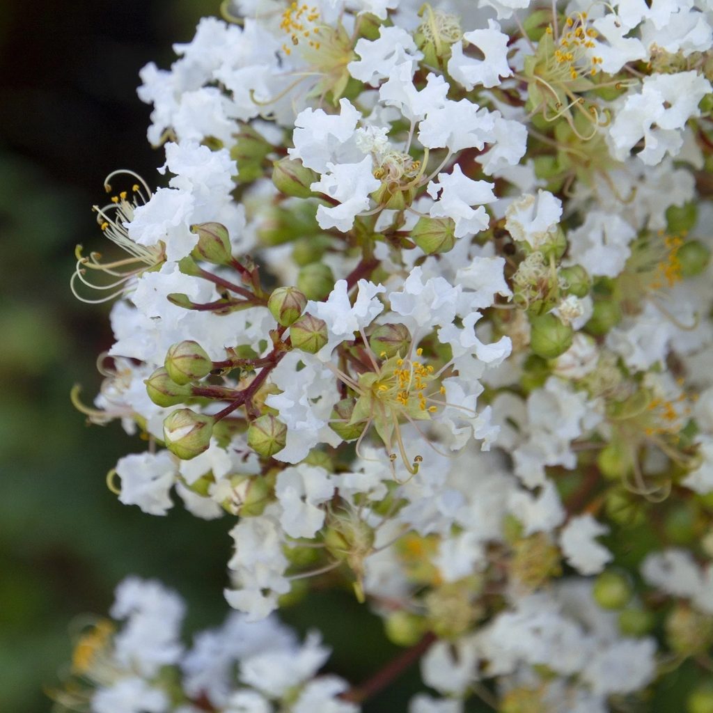 CRAPE MYRTLE NATCHEZ 30 GAL