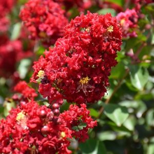 CRAPE MYRTLE SCARLET 30 GAL