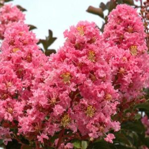CRAPE MYRTLE SIOUX 15 GAL