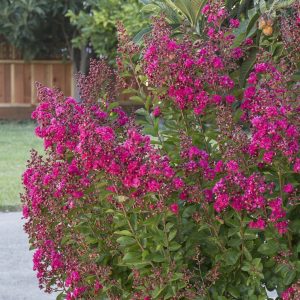 CRAPE MYRTLE TONTO 15 GAL
