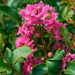 CRAPE MYRTLE TUSCARORA 15 GAL