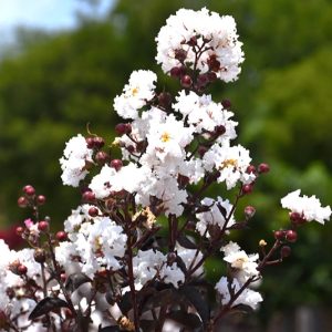 CRAPE MYRTLE WHITE LIGHTNING 15 GAL
