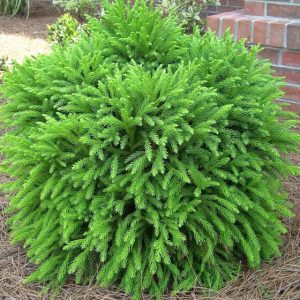 CRYPTOMERIA GLOBOSA NANA 3 GAL
