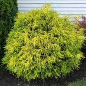 CYPRESS GOLDMOP 3 GAL