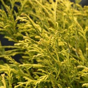 CYPRESS PAULS GOLD 3 GAL