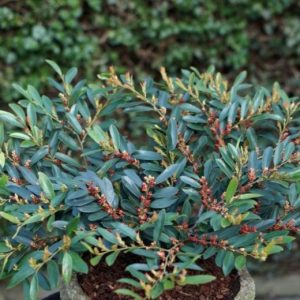 DISTYLIUM BLUE CASCADE 3 GAL
